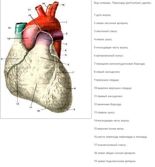 анатомия и физиология сердца. - student2.ru