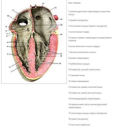 анатомия и физиология сердца. - student2.ru
