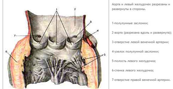 анатомия и физиология сердца. - student2.ru