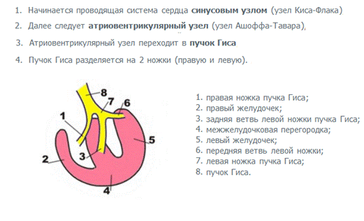 анатомия и физиология сердца. - student2.ru