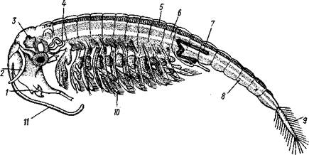 Антеннула, 2—антенна, 3 — грудные конечно­сти, 4 — брюшные ножки, 5 — хвостовая плава­тельная ножка, 6 — тельсон - student2.ru