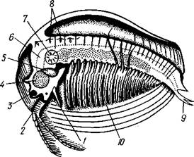 Антеннула, 2—антенна, 3 — грудные конечно­сти, 4 — брюшные ножки, 5 — хвостовая плава­тельная ножка, 6 — тельсон - student2.ru