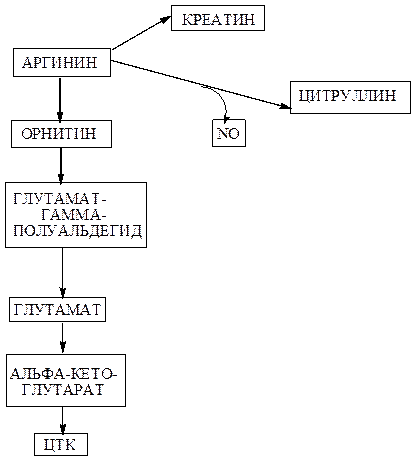 Арг - биосинтез и основные пути обмена, их биологическое значение: адаптивная роль системы арг - аргиназа - мочевина - student2.ru