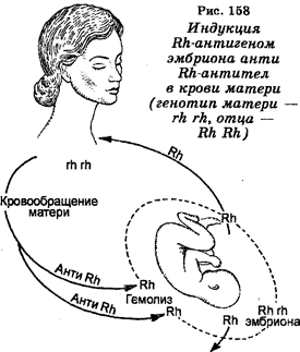 Аутосомно-рецессивные болезни - student2.ru