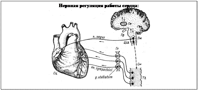 Рефлекторная внутрисердечная регуляция. - student2.ru