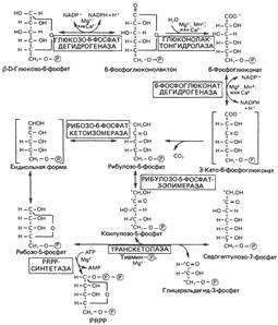 Аэробное расщепление глюкозы - student2.ru