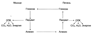 Аэробное расщепление глюкозы - student2.ru