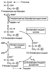 Аэробное расщепление глюкозы - student2.ru