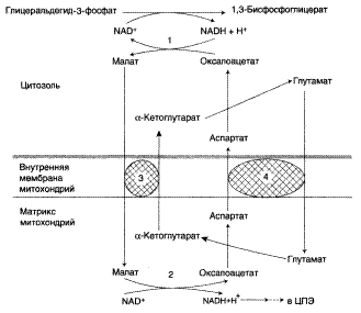 Аэробное расщепление глюкозы - student2.ru