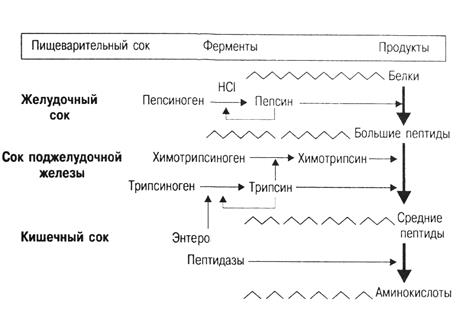 азотитый баланс. биологическая полноценность белков - student2.ru