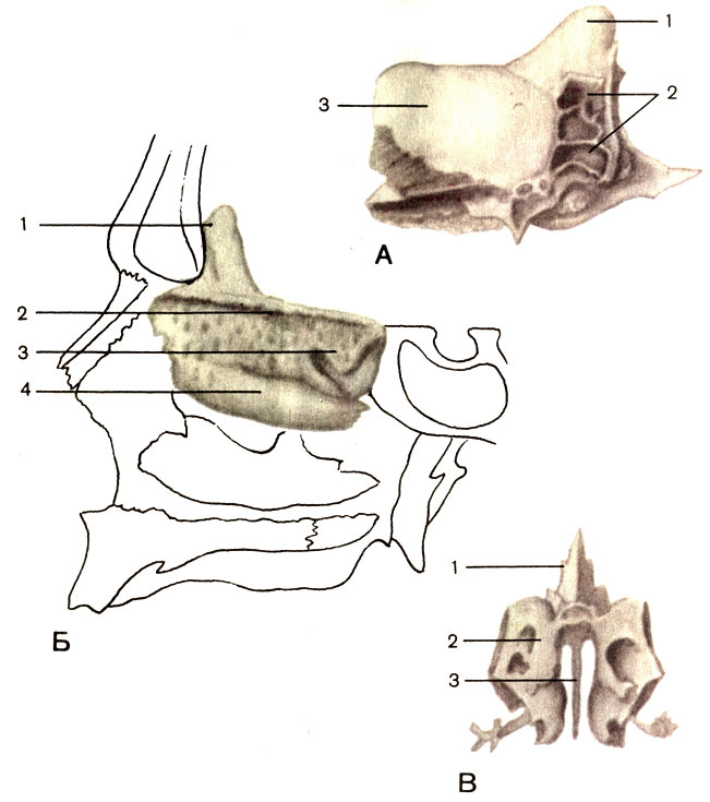 б - нижняя носовая раковина - student2.ru