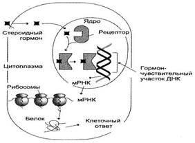 Б) Опишите процесс, обеспечивающий удаление димеров тимина - student2.ru