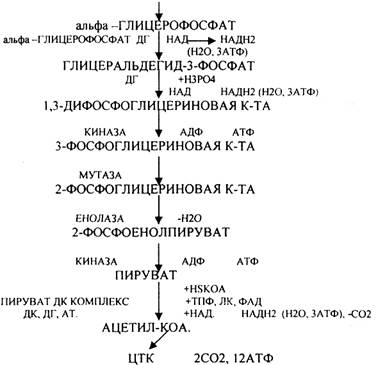 б) в жировой ткани тормозят липолиз - student2.ru