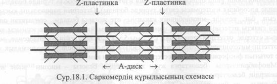 Бұлшық еттегі зат алмасу процесі мен химиялық құрамының ерекшеліктері. - student2.ru