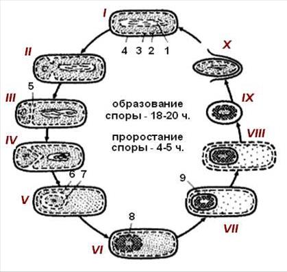 Бактерии, образующие капсулу - student2.ru