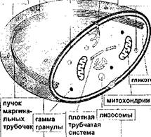 Базофил в мазке крови, X1325 - student2.ru