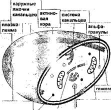 Базофил в мазке крови, X1325 - student2.ru