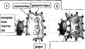 Базофил в мазке крови, X1325 - student2.ru