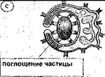 Базофил в мазке крови, X1325 - student2.ru