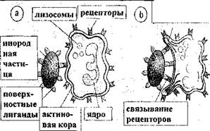 Базофил в мазке крови, X1325 - student2.ru