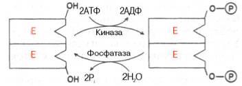 Белковая часть малой субъединицы представлена 33 белками и одной «средней» молекулой РНК. - student2.ru