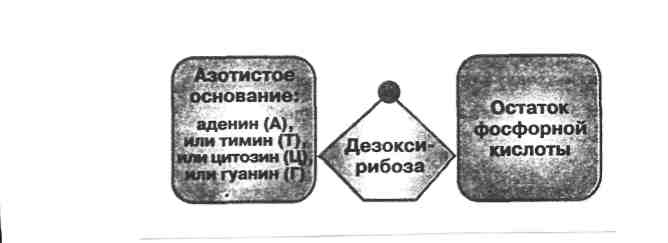 Белок как основа живых систем - student2.ru