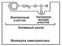 Белоктарды бөліп алу, тазарту әдістерінің схемасын келтіріп, түсініктемесін жазыңыз. - student2.ru