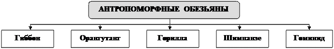 Беляев Д.К. Общая биология: учебник для 10-11 кл. общеобразовательных учреждений / Д.К. Беляев, П.М. Бородин, Н.Н. Воронцов и др. - М.: Просвещение, 2006. - student2.ru