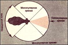 Бинокулярное зрение - student2.ru