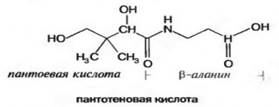 Биохимические функции витамина B2 - student2.ru