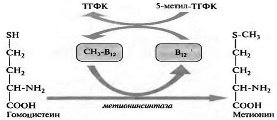 Биохимические функции витамина B2 - student2.ru