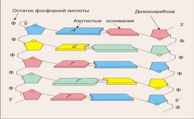 Биохимические основы наследственности - student2.ru