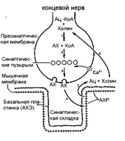 Биохимические основы некоторых нервно-психических заболеваний - student2.ru