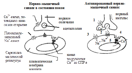 Биохимические основы некоторых нервно-психических заболеваний - student2.ru