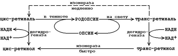 биохимия питания. витамины - student2.ru