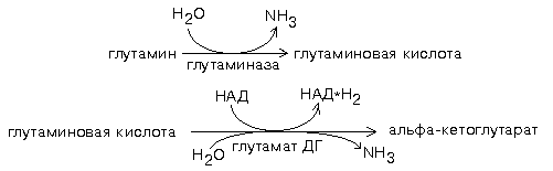 биохимия почек - student2.ru