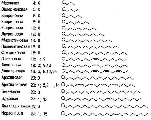 Биологические функции липидов - student2.ru
