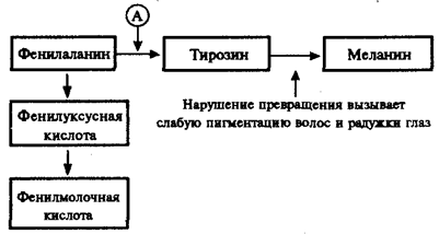 Биологическое значение геномного уровня организации наследственного материала - student2.ru