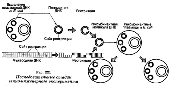 биология, генетическая инженерия - student2.ru