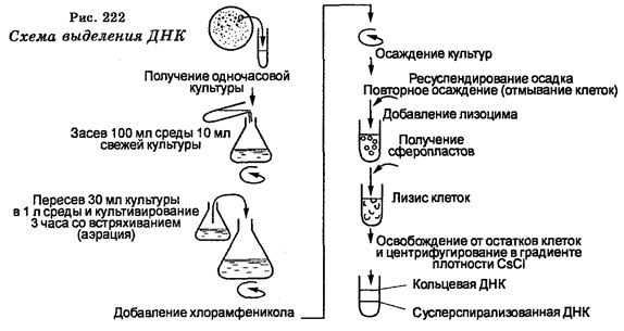 биология, генетическая инженерия - student2.ru