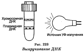 биология, генетическая инженерия - student2.ru