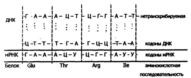 Биосинтез белков (трансляция) - student2.ru