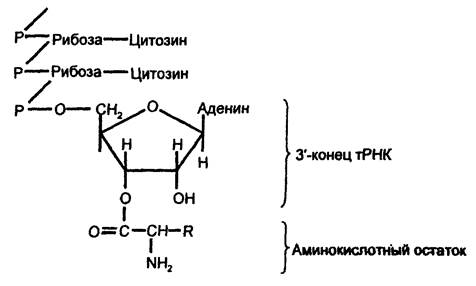 Биосинтез белков (трансляция) - student2.ru