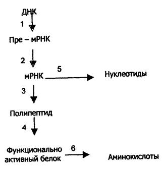 Биосинтез белков (трансляция) - student2.ru