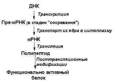 Биосинтез белков – трансляция - student2.ru
