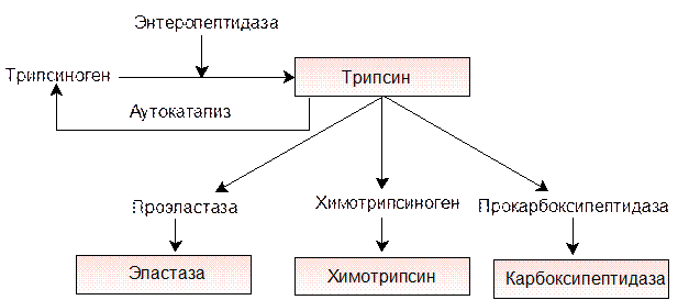 Биосинтез белков – трансляция - student2.ru