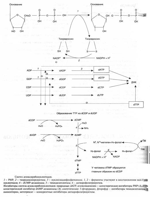 биосинтез дезоксирибонуклеотидов - student2.ru