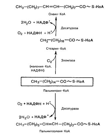 Биосинтез ненасыщенных жирных кислот - student2.ru