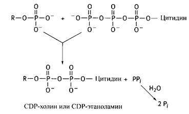 Биосинтез ненасыщенных жирных кислот - student2.ru