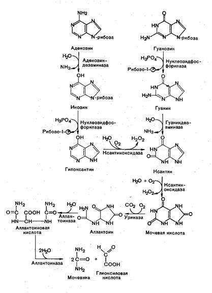 Биосинтез нуклеиновых кислот (биосинтез ДНК) - student2.ru